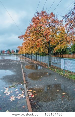 Autumn Row Of Trees