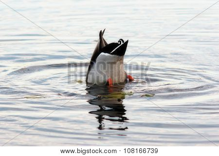 mallard duck diving in a pound