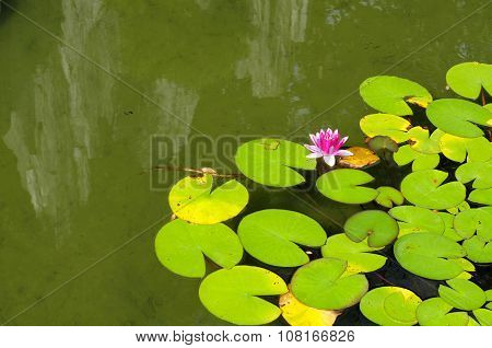 Water Lily