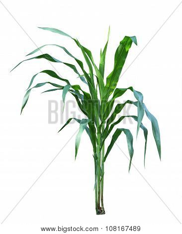 Corn Plant