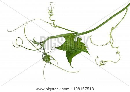 Luffa Loofah Leaf