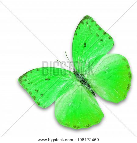 Green Butterfly