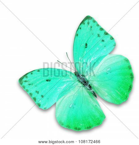 Blue Butterfly