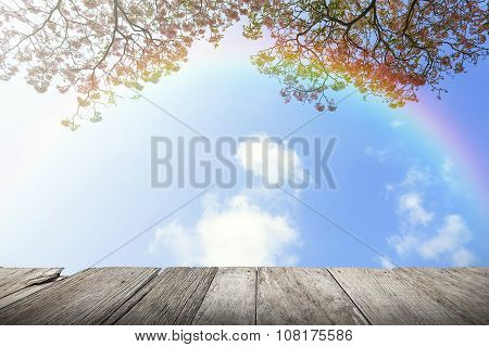 japanese cherry and with rainbow in blue sky