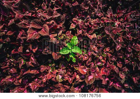 Red leaves pattern in garden, abstract nature background
