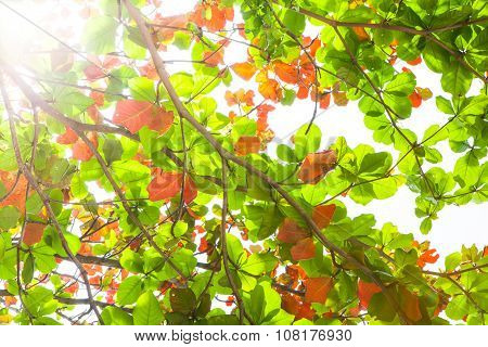 Sun beams and green leaves, nature background.