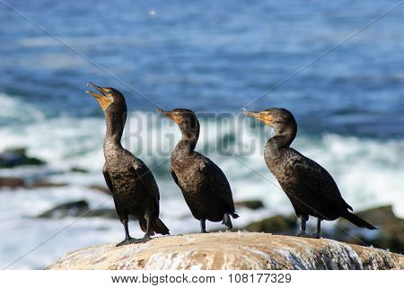 Three Cormorants in a row on a rocky outcropping