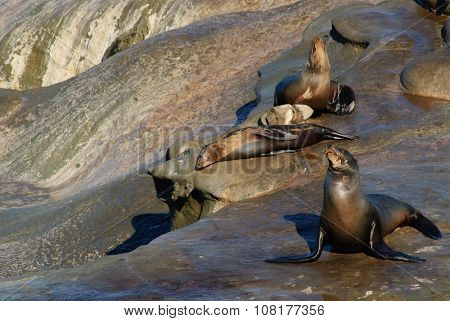Three California Sea Lions enjoy sunning themselves
