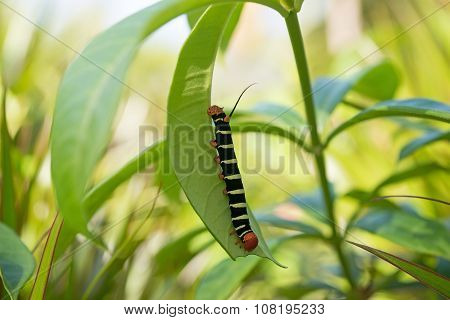 Pseudosphinx tetrio, colorful caterpillar