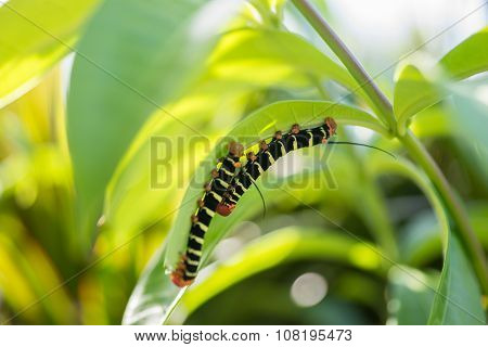 Pseudosphinx tetrio, colorful caterpillar