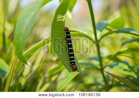 Pseudosphinx tetrio, colorful caterpillar