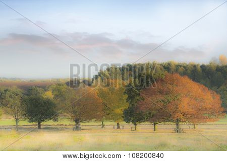 Autumn Hues