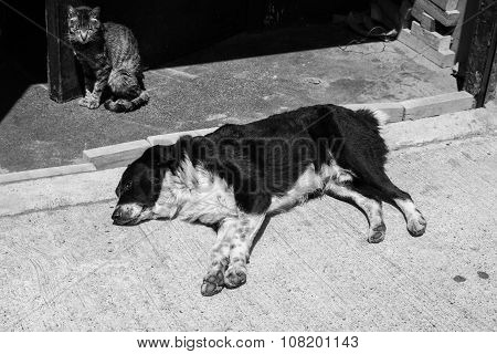 Portrait of street dog and cat in a district of the protected UNESCO World Heritage Site of Valparaiso, Chile