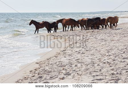 Wild Horses On The Beach