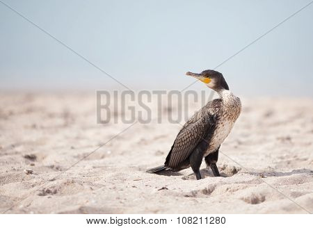 Cormorant