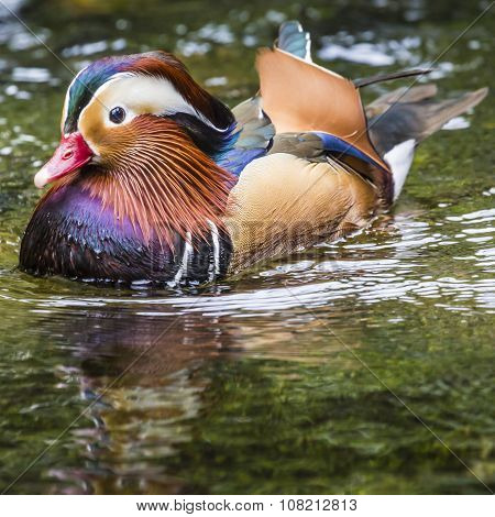 Beautiful Male Mandarin Duck (aix Galericulata)