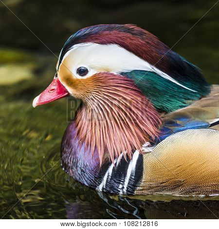 Beautiful Male Mandarin Duck (aix Galericulata)