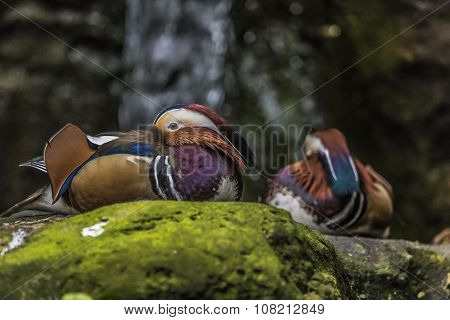 Beautiful Male Mandarin Duck (aix Galericulata)