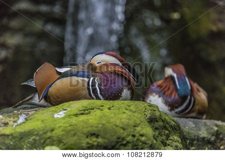 Beautiful Male Mandarin Duck (aix Galericulata)