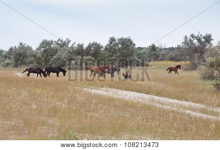 Wild Horses
