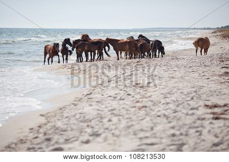 Wild Horses On The Beach