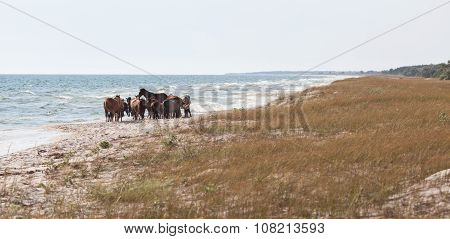 Herd Of Wild Horses