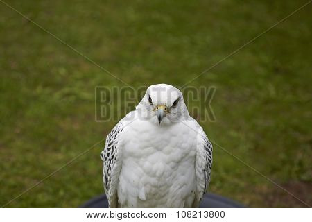 Falcon