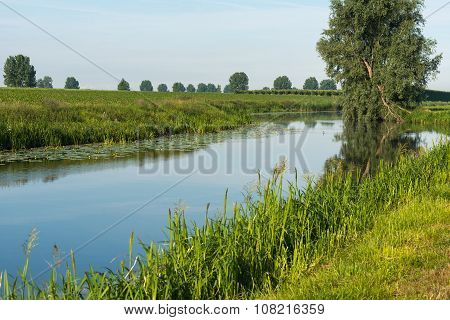 Crooked Tree Reflected In The Smooth Water Surface