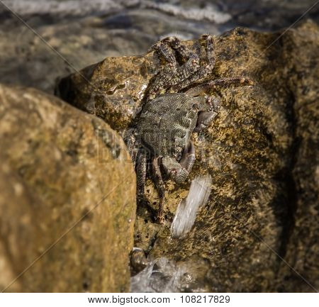 Marine crab disguised.