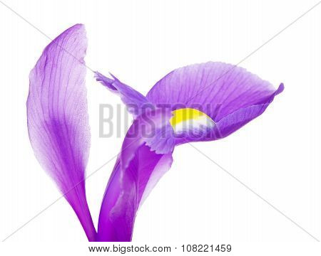Violet Iris Flower Petals