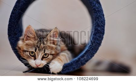 Domestic Multi-colored Kitten Plays