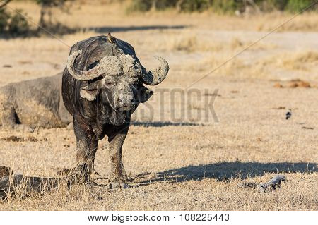 Cape Buffalo Standing In The Open Search For Possible Danger