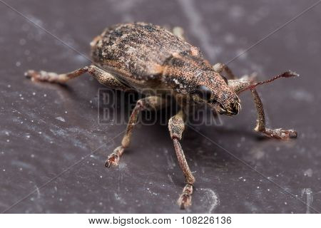 Brown Weevil On Black Surface