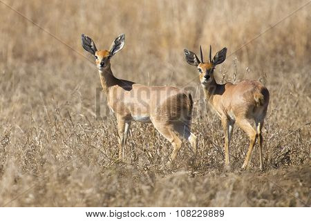 Pair Of Steenbok Walking Together In Dry Grass Looking Back