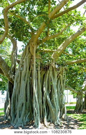 Fig Tree