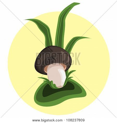 boletus