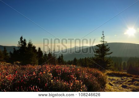 Mountain Landscape With Many Berry Bushes.