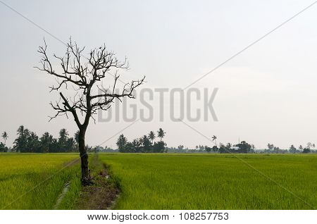 Single dried dead tree in the middle of paddy field