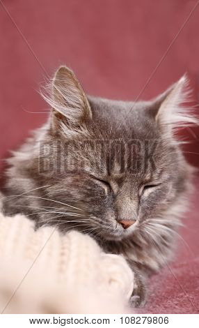 Grey lazy cat sleeping on sofa in the room, close up