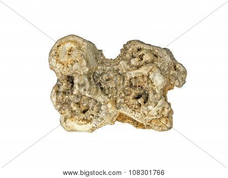 A fragment of fossilized hexacorallia