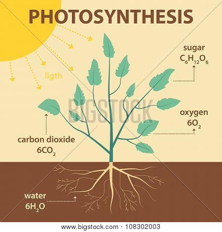 Vector Schematic Illustration Showing Photosynthesis Of Plant - Agricultural Infographic