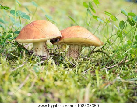 Two Mushrooms In The Grass
