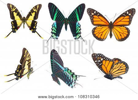 Tropical butterflies set