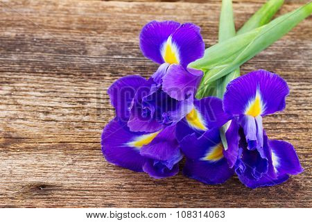 spring blue irises