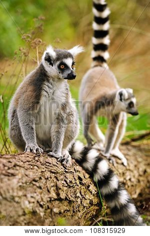 Portrait Of Lemur Katta (lemur Catta)
