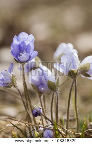 blue anemones