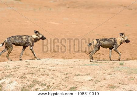 2 Wild (painted) dogs walking on the sandy plains