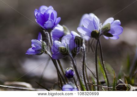 blue anemones
