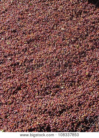 Unprocessed raw coffee beans