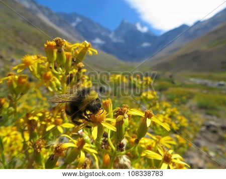 Close up focus on a bee foraging on nectar from a patch of yellow flowers with large mountains behind it.